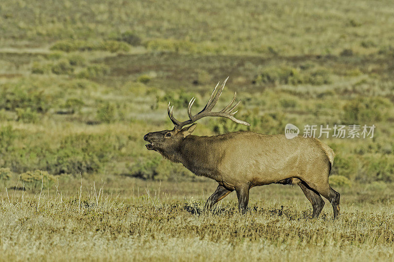 雄性落基山麋鹿(Cervus canadensis nelsoni)是在落基山和黄石国家公园发现的麋鹿的一个亚种。在有鹿角的秋天和发情期。